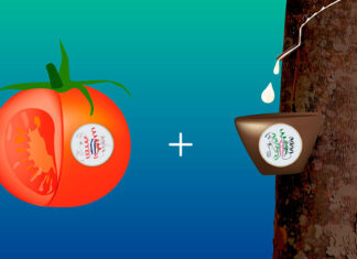Sumitomo falken tomate
