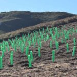 Bosque Grupo Driver